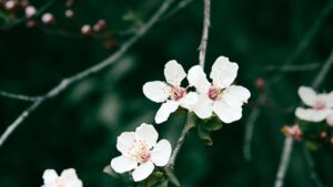 Guide pratique pour les annonceurs francais : comment identifier, contacter et collaborer avec des createurs Takatak en Roumanie pour viser la viralite.